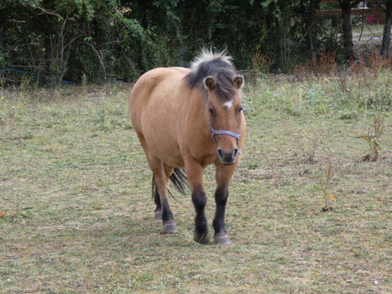 Poney de la ferme du camping La Guyonnière en Anjou